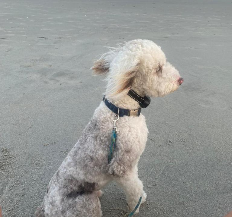 Windy Hill Apartment | 5 O'Clock Somewhere, dogs ok, quick walk to Ocean