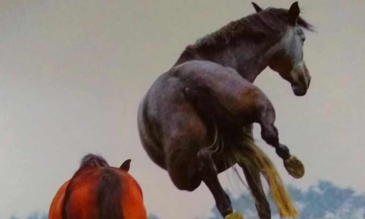 Country Civilization | Loxahatchee Groves