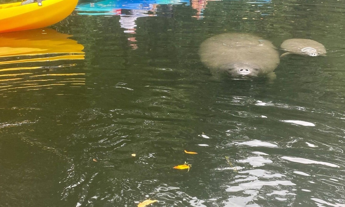 Chassahowitzka House | DOG Friendly! Boat slip/Kayaks, fishing on canal, manatees#Chazz#Zeke'sRetreat