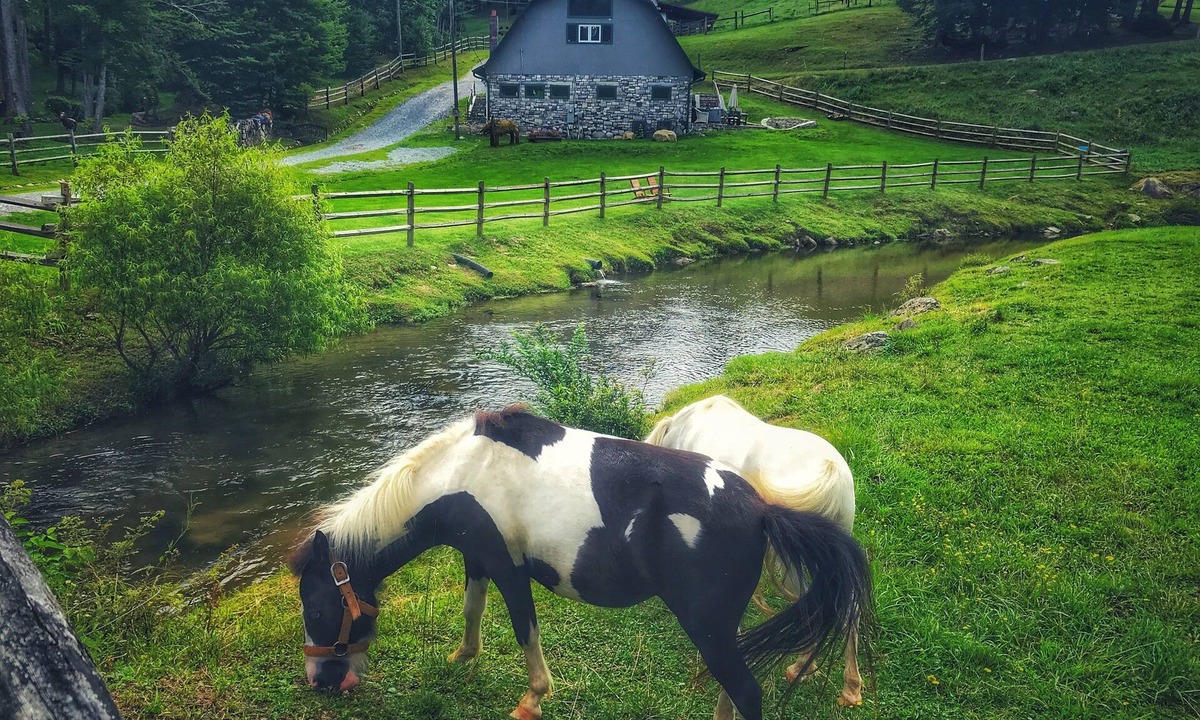Sugar Grove Cabin | Entire Barn Farm Stay Petting Zoo Tube Slide Ziplines