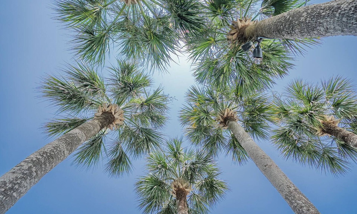 Savannah Beach Hotel | Royal Palms Motel