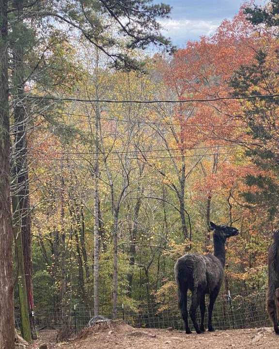 Hixson Other | Tentrr Signature Site - Peaceful Hollow Farm Glamping