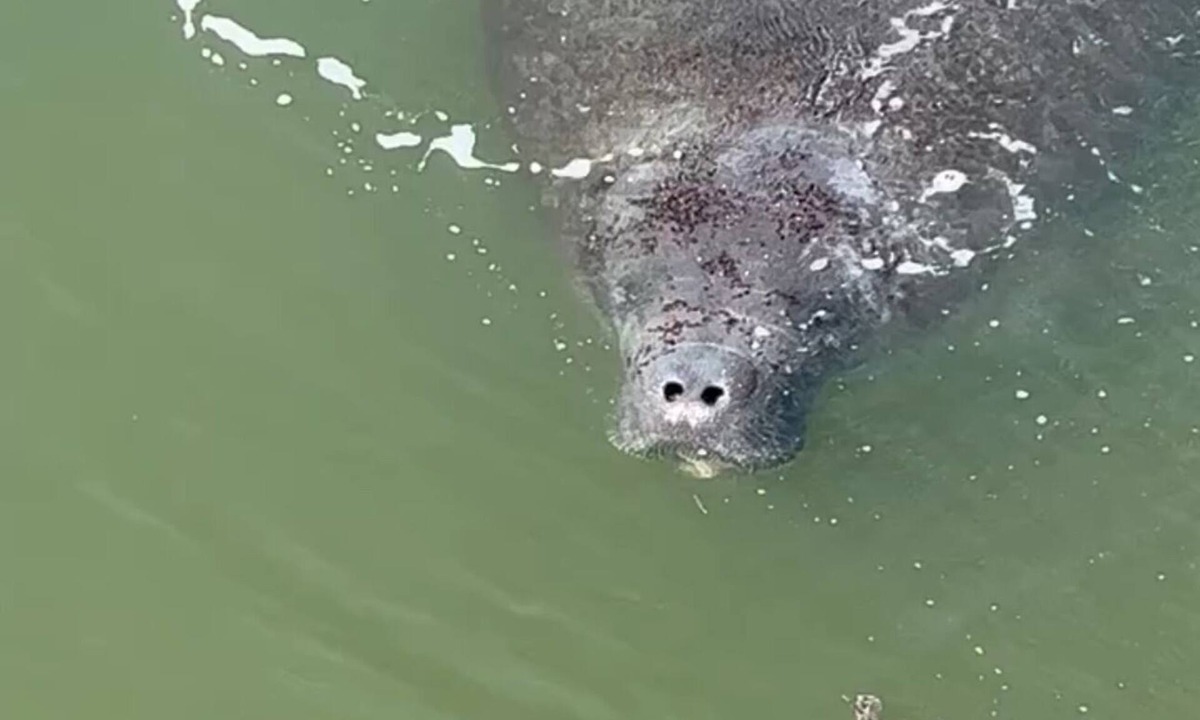 Madeira Beach House | WATERFRONT Stay where the Manatees Play!