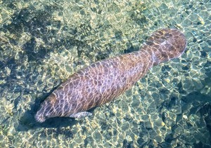 Visit Florida's nature coast - home of manatees, dolphins, eagles, and mermaids