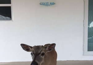 Welcome to Casa Del Mar 305 5251254