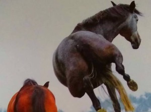 Country Civilization | Loxahatchee Groves