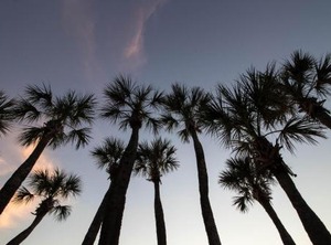 Cs Sarasota | Anna Maria