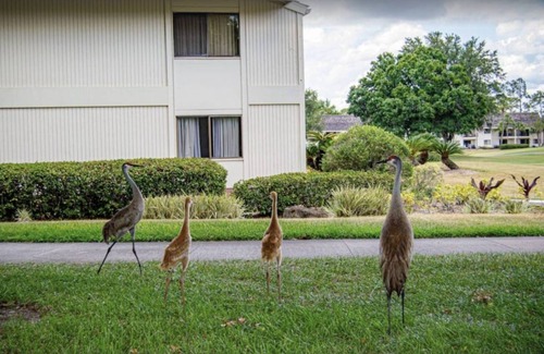 Wesley Chapel Condo | 52 m² Condo ∙ 1 bedroom ∙ 4 guests