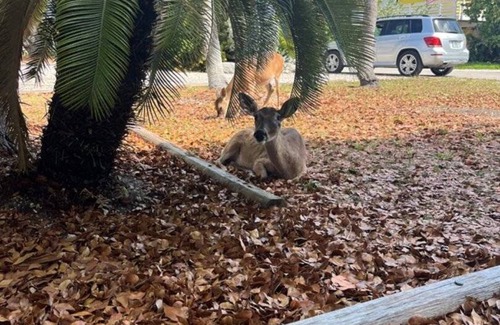Big Pine Key House | House ∙ 3 bedrooms ∙ 7 guests