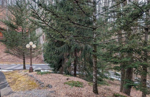 Waynesville Cabin | 1/2 mile to Blue Ridge Parkway, Tall Woods Cabin, number 3
