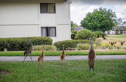 Wesley Chapel Condo | 52 m² Condo ∙ 1 bedroom ∙ 4 guests