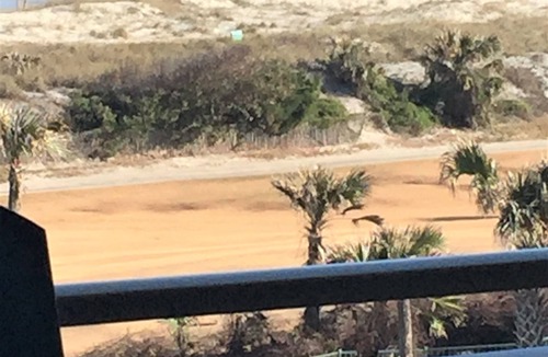 Fernandina Beach Condo | Ahhhhhh.Life is Good at the Beach!