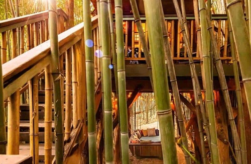 Atlanta House | Alpaca Treehouse in the Bamboo Forest