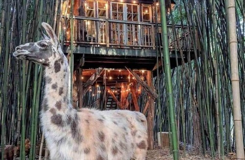 Atlanta House | Alpaca Treehouse in the Bamboo Forest