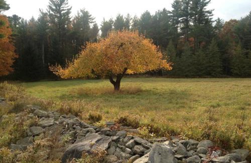 Forestburgh House | Apple Orchard & Forest Retreat with Woodland Pond