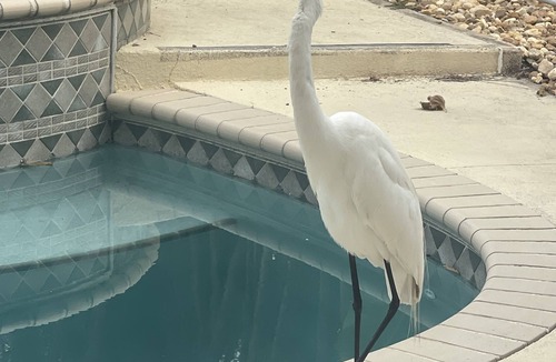 Saint James City House | Beautiful house/charming Island/great fishing, manatees, dolphins. NO LANAI