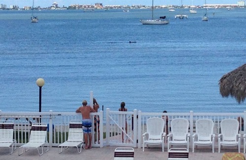 Bayview Condo | BERMUDA BAY BEACH CLUB, SAINT PETERSBURG,FL