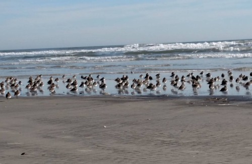 Wildwood Condo | Convention Ctr., Beach, Boardwalk only 1.5 blocks away. Weekly rentals only.