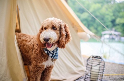 Tanglewood House | Deluxe Safari Tent Glamping at Unicoi in Helen GA - 14