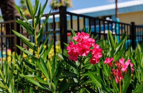 Orlando Hotel | Garnet Inn & Suites, Orlando