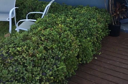 Pass-a-Grille House | Historic cottage a few steps to Gulf!WiFi, Pets Welcome, Full Kitchen. Grill
