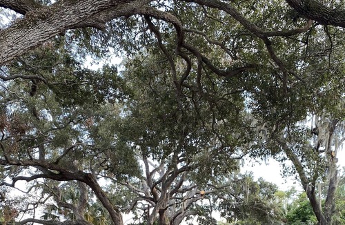 Gulfport House | NEW Garden Lovers Peaceful Oasis - 5 min to Downtown Gulfport!