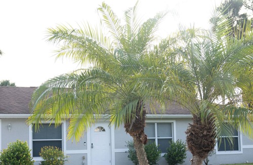 Fort Myers House | Peaceful Palm a Charming 3-bedroom house near Babcock Ranch, in Fort Myers