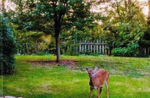 Roanoke House | Quiet home that deer visit