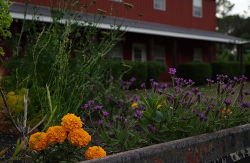 Manchester House | Red Dog Farm North Pine
