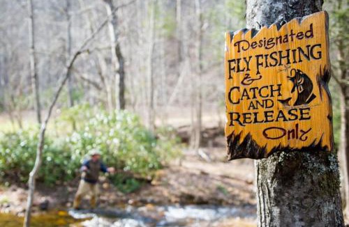 Cherry Log House | Reel Medicine