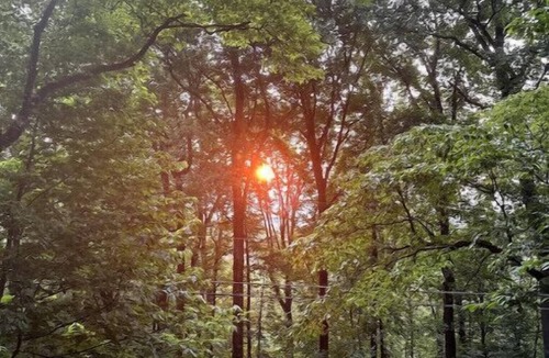Tate Cabin | Serene Chalet Surrounded by Trees with Hot Tub & Resort Amenitiesn