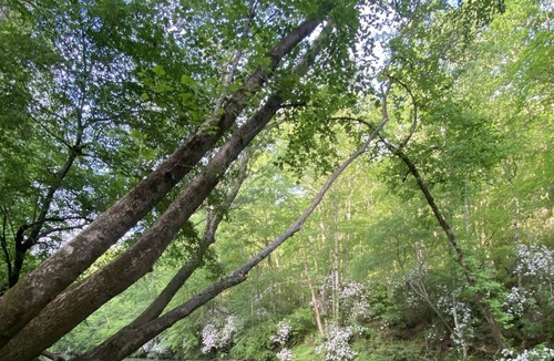 Demorest Cabin | Sleepy River Cabin on the Soque