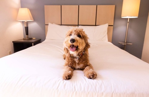Morris Plains Hotel | Spacious 1BR Suite w/Kitchenette Ideal for Family Trip - Pets welcome!