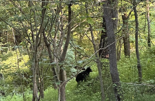 Cosby Cabin | The Big Bear Cabin! Perfect getaway in the Smokey Mountains!