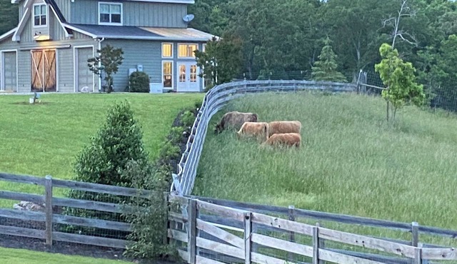 Dragonfly Farms - North Georgia Mountains Farm Retreat featuring Highland Cows