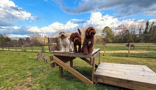 WeLoveALLDogs/FullyFencedYards/Firepit/Views/2King