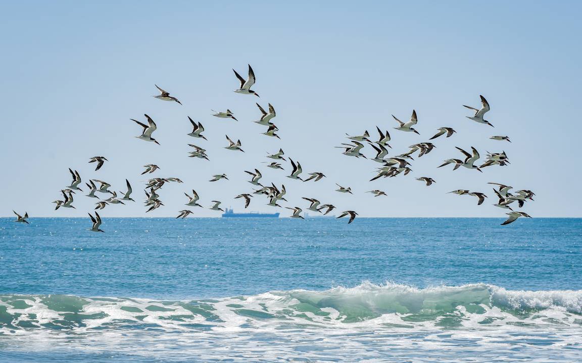 Photo of Others in Port Canaveral