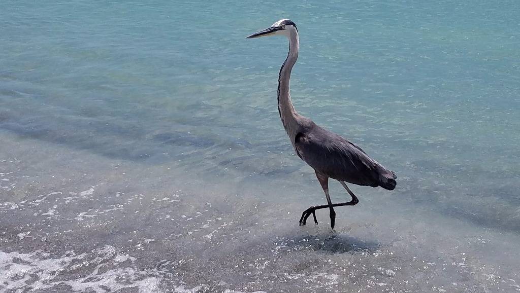 Photo of Others in Siesta Key
