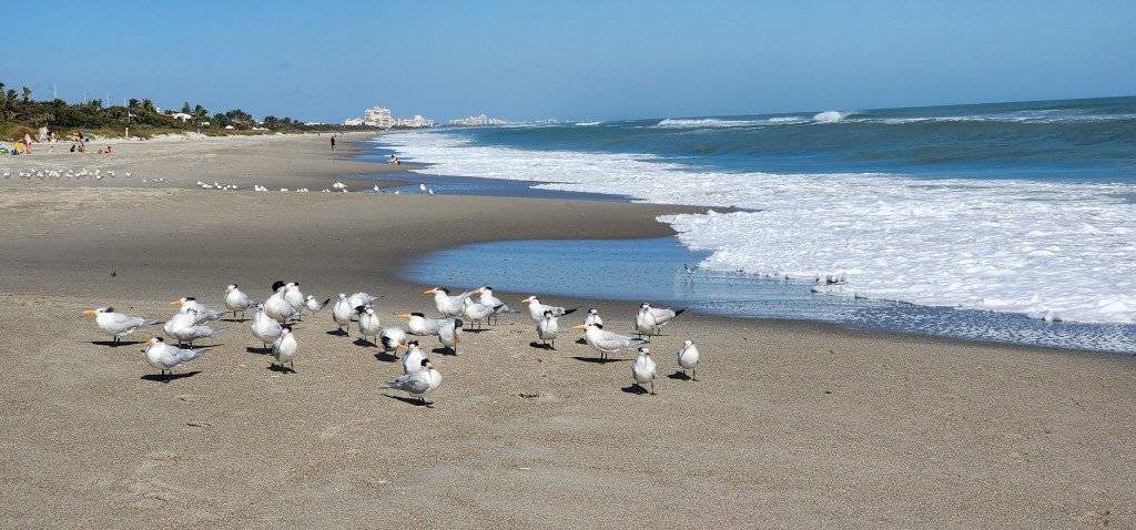 Photo of Others in Melbourne Beach
