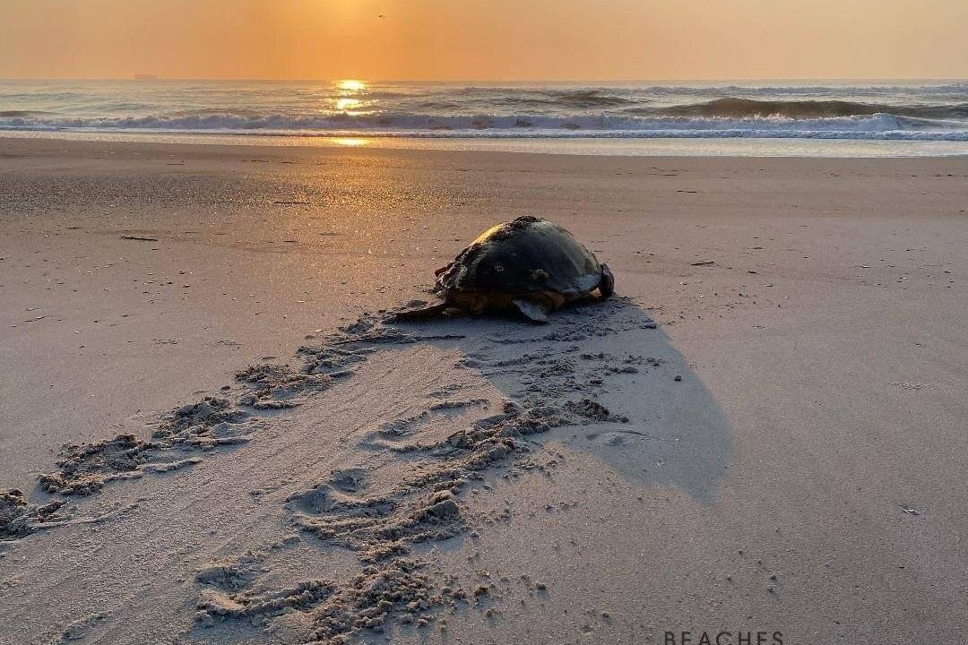Photo of Others in Vilano Beach