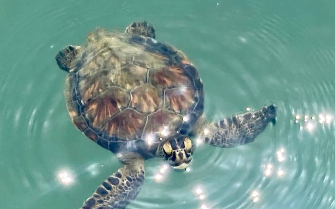 Photo of Others in Cape Caneveral Beach Gardens