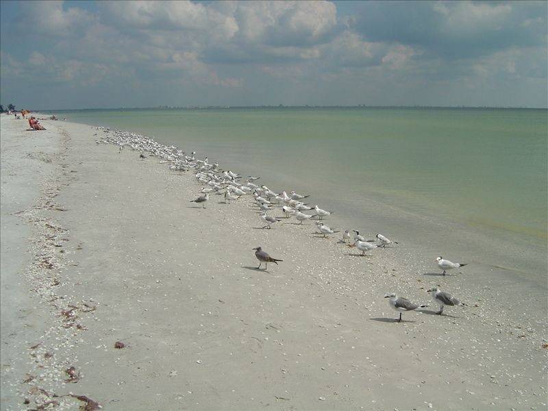 Photo of Others in Sanibel