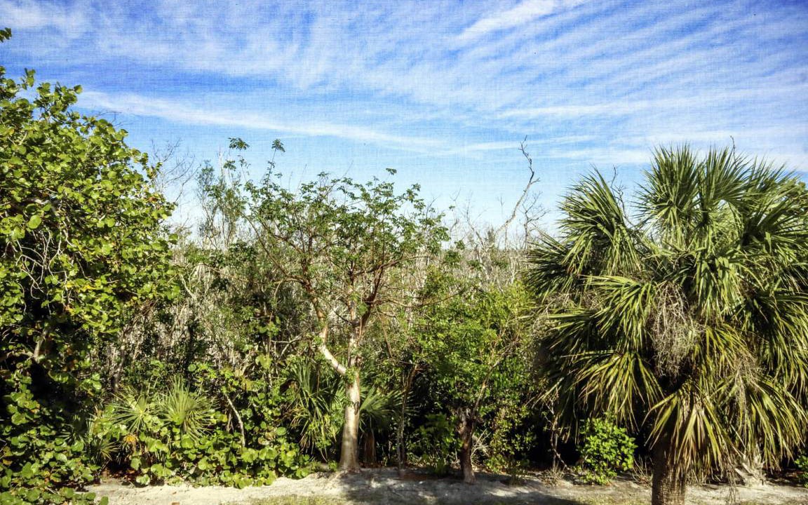 Photo of Others in Gumbo Limbo