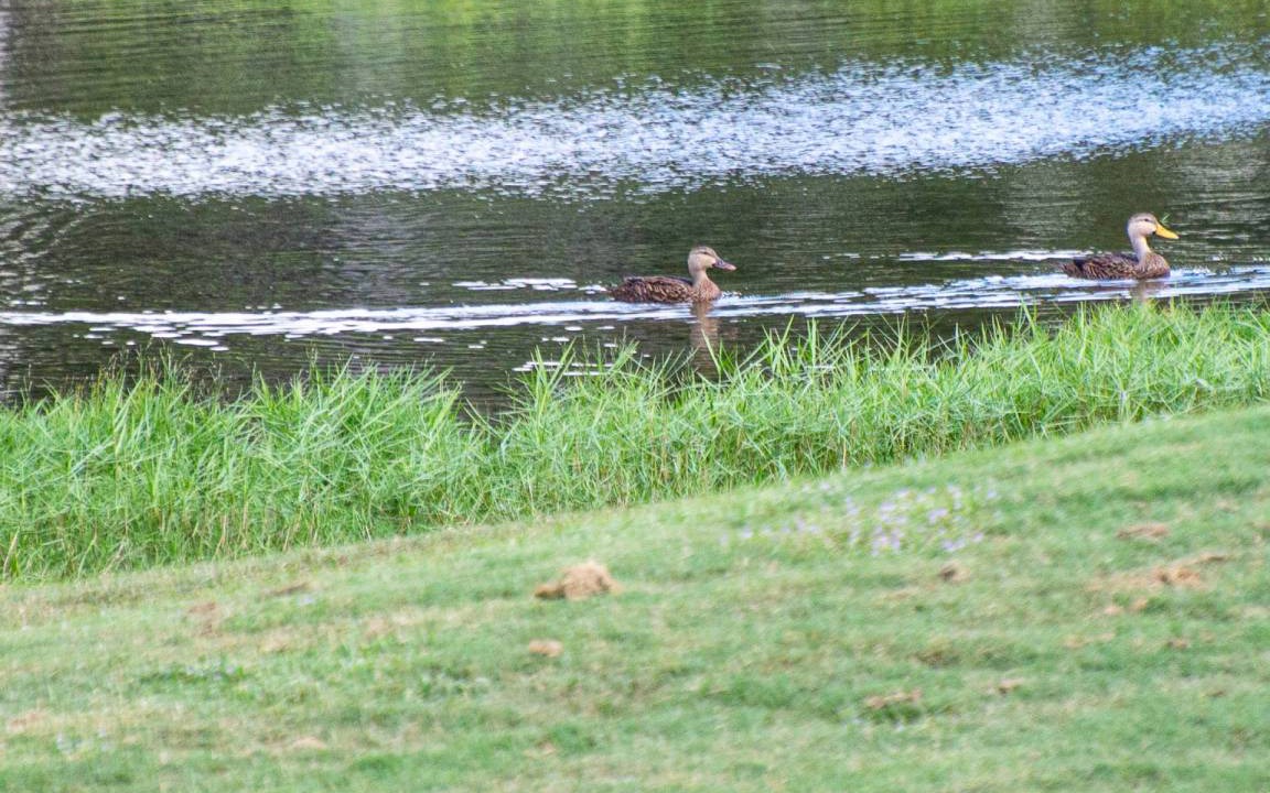 Photo of Others in Wesley Chapel