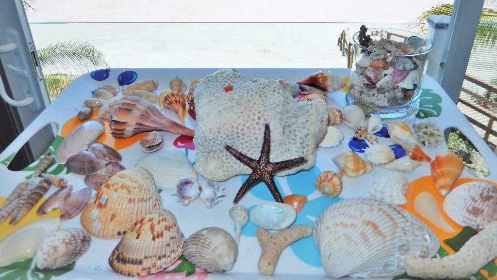 Photo of Others in Siesta Key