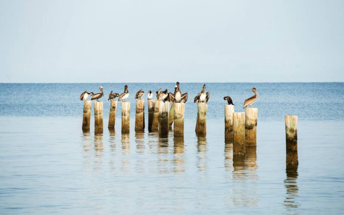 Photo of Others in Naples Park