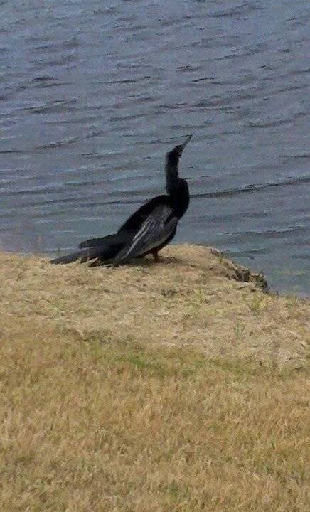 Photo of Others in Plantation