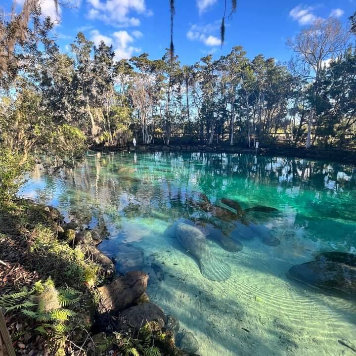 Photo of Others in Weeki Wachee Gardens