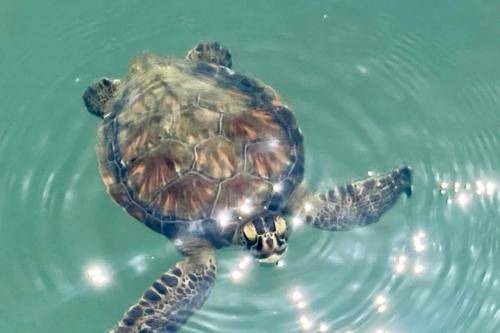 Photo of Others in Cape Caneveral Beach Gardens