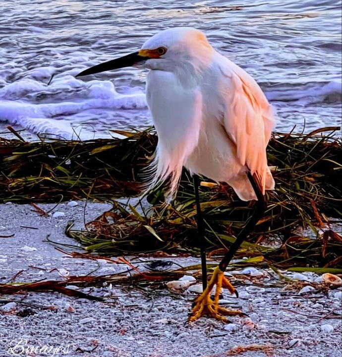 Photo of Others in South Island